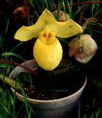 护肤:护肤妙品 天然诱人水果秀