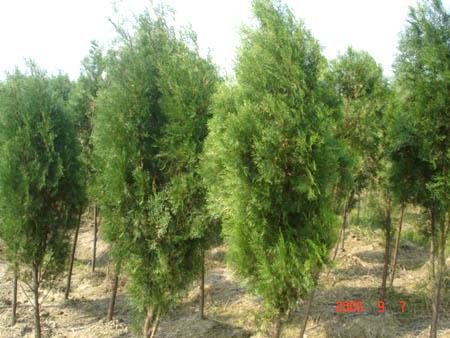 ��ѧ����PlatycladusorientalisFranco
�����������ؿƲ����
����ֲ�����:����ֲ�ﳣ����ľ
������̬����:
�������ڹ����Σ�С֦��ƽ�����г�1��ƽ�档ҶС����Ƭ״������С֦�ϣ��ʽ���������У�Ҷ���в����ٲۡ�����ͬ�꣬�����ԡ�����
e01
��ɫ���ɽ���������С����Ҷ��ɣ�ÿ��С����Ҷ����3�������ң����ڵ�С����ĸϸ�����������Ѳ������಻�����ҵĻ�������
�������򻨽���4�Խ���������������ɣ���ֻ���в���2�����۸���1��2��ֱ�������顣���ۺͰ�����ȫ���ϡ����������죬����ľ�ʻ������ѣ����Ӳ��߳�����⼹��
�����������ľ�����ߴ�20�ף�����������״�����Σ���ʱ��Բ�Σ�Ҷ��֦��ƽ���ų�һƽ�棬����ͬ�͡�����3---4�£�������9---10�¡�
��������:
�������Ϊ�ҹ��ز������ຣ���½��⣬ȫ�����зֲ��������ܳ������а�������������ϵĹ������ѱ�ѡΪ�����е�������
��������ϰ��:
�������Ϊ�´��������֣����ࡢҰ�����С�ϲ����ʪ�������ˮ���õĸ��������ͺ����ͺ������μ��ƽ�ػ������ͱ��϶����������ڸ��ƶ����ɽ���ϣ�����������ֲ��ϸ����ǳ���ԣ�����������ѿ��ǿ�����޼��������������̳��������������Ȼ�����к����壬�ֲ��㣬Ϊ�ҹ�Ӧ�����ձ�Ĺ�����ľ֮һ��
������;:
����������ҹ�Ӧ����㷺��԰���̻�����֮һ���Թ������ͳ���ֲ����������Ĺ��ͥ԰�С����ڱ�����̳����Ƭ�Ĳ�غ���������������ĺ����������Լ���שʯ·�γ�ǿ�ҵĺ��У���ֵ�ͻ�������彨������ȷ�ر���������˼�롣��Ƭ�Ĳ��Ӫ������ྲ���ĵ����գ��������������ŵ��ڽ�����ʽ�ϡ�ɫ�������ǽ�໥��Ӧ������ر����ˡ��������ͨ�顱�����⡣
�������������������������������������ԯ���ġ���ԯ�ء�Ϊ�õذ˾�֮һ�����ߴ�19�׶࣬�ؾ�Լ2�ף�����������2700�����ϡ��½����еĲ��Ʒ�֣��硰����ǧͷ�ء�������Ҷǧͷ�ء��ȣ��ڳ����̻�������ɫ���и������ͻ���롰��ҶŮ�ꡱ������ҶС�ޡ������컨ľ�������ƶ��ϡ���ӳ���ԡ�
��������ͺ�����Ϊ�����������֣�Ҳ�ǳ�����ͥ԰�̻����֣�ľ�Ŀɹ������ͼҾߵ��òģ�Ҷ��֦��ҩ��������ֹѪ������θ���ⶾɢ���������а����̲�ǿ׳֮Ч��
�������֣�
����ѡ20---30�������ϵĽ�׳ĸ�����֡�����9---10�³��죬������Լ10����ÿ������Լ4.5������
�������磺
����9����Ѯ��10����Ѯ���֡�����ǰ����ˮ����12Сʱ���������ڣ��ű�����������ÿ����ˮ��ϴһ�β���������������
����һ�����켴�ɲ��֡�����������������ÿĶ������10������ֺ󱣳��紲ʪ�󣬽�Ϲ�ˮ����׷�ʡ�
�������֣�
����ֲ�����֣��������ۿӡ�խ�����ˮƽ�ס�ˮƽ�������ء������������������ֲ���꼾���ֽ��׳ɻ��Ӫ��
�����콻�֣�������ľ��Ԫ���㡢����ľ�������ȴ�״�콻��Ҳ������ӡ����뻱�Ƚ��м�����콻��
����������
�������ֺ�2---4����ÿ����������1---3�Σ��Դٽ�������
