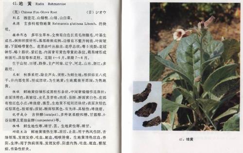 ���ء���ؾ���Դ�����ο�ֲ��ػƵĸ������Ϊͬһҩ��Ĳ�ͬ�ӹ�Ʒ������Ϊ��Ʒ�ĸ���Ʒ�����Ϊ���ص�����Ʒ�����߾���������������������֢�����س�����Ѫ����س��ڲ�Ѫ��
�������ػƿຮ���ȣ� 
�ʺ�����������Ϊ��������֮Ʒ���ó�������������Ѫ����Ч������Ѫ�����������󳦡���Ҫ������������ӪѪ֢��Ѫ��������Ѫ����Ѫ����Ѫ����©��Ѫ�����Ѫ֢�������Ȳ��������������鷢�ȣ��������ʵ�����֢���������鳦����ؿ�������ˮ���۵����á���ҩ�������ͣ�Ƣ��ʳ�ٱ��缰����������
�á� 
