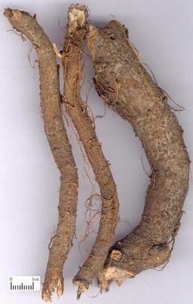 ����� 
����(ͨ��)�� 
��ҩ�ġ�������ʲ�����Բ���λ��Դ���Բ�Σ�����������6��10���ף�ֱ����1��2���ס� 
������Ƥ����ɫ�����ֲڡ� 
������ͻ��ĸ��ۺ�������״͹��Ƥ��
ʱ����������غ�ɫ���ػ�ɫ����ά״�� 
������Ӳ���ᣬ������ά�ԣ����з��ʣ�����ʵ�ģ���ʱ�ɼ��м�������ͬ�Ļ��ƣ����߿��ġ� 
������΢��ζ������֮����ճ�ԡ� 
�����Ի���ɫ�����ȡ���ʵ��Ϊ�ѡ� 
�����������ա�ɽ���������ȵء� 
�������Σ��������򣬰�ֹ̥Ѫ���ⶾ�����ڸ�ð���ȡ�������ա���·��Ⱦ������ˮ�ס��и���ʹ��̥�������������������������ˡ����ۡ�������ʹ����Ѫ�Լ����� 
